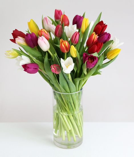 55177-mixed-tulips-1a13a182d966417780a6b