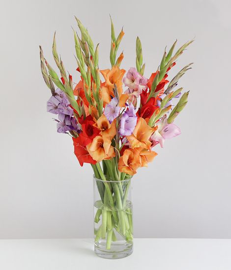 Mixed Gladioli