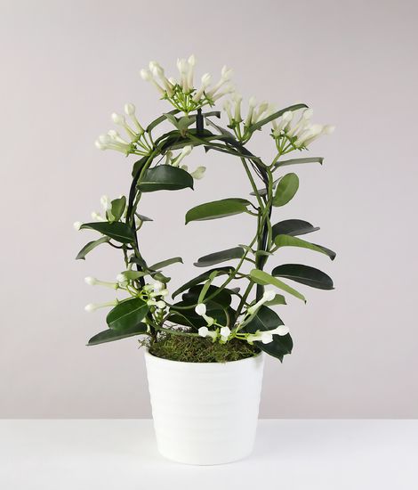 Stephanotis Planter