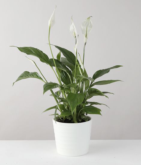 Peace Lily in White Ceramic Pot