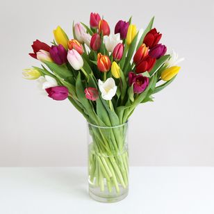 Mixed Tulips